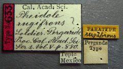 Pheidole tepicana castype00633 label 1 by Michele Esposito. Used under a CC BY 4.0 license.