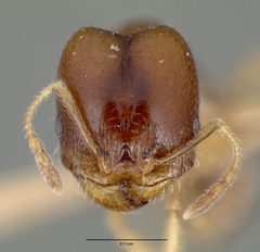 Pheidole tepicana castype00634 head 1 by wikipedia. Used under a CC BY 4.0 license.