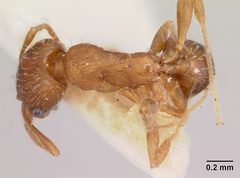 Pheidole virago casent0103483 dorsal 1 by April Nobile. Used under a CC BY 4.0 license.