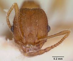 Pheidole virago casent0103483 head 1 by April Nobile. Used under a CC BY 4.0 license.