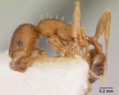 Pheidole virago casent0103483 profile 1 by April Nobile. Used under a CC BY 4.0 license.