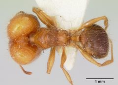 Pheidole virago casent0103484 dorsal 1 by April Nobile. Used under a CC BY 4.0 license.