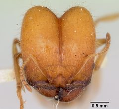 Pheidole virago casent0103484 head 1 by April Nobile. Used under a CC BY 4.0 license.