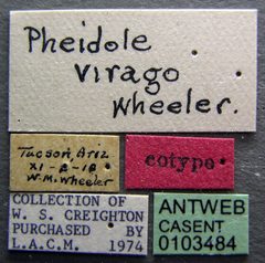 Pheidole virago casent0103484 label 1 by April Nobile. Used under a CC BY 4.0 license.