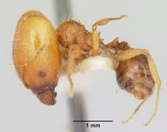 Pheidole virago casent0103484 profile 1 by April Nobile. Used under a CC BY 4.0 license.