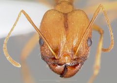 Pheidole vistana casent0005740 head 1 by wikipedia. Used under a CC BY 4.0 license.