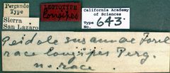 Pheidole vistana castype00643 label 1 by wikipedia. Used under a CC BY 4.0 license.