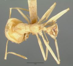 Pheidole vistana castype00644 dorsal 1 by wikipedia. Used under a CC BY 4.0 license.
