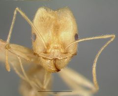 Pheidole vistana castype00644 head 1 by wikipedia. Used under a CC BY 4.0 license.