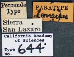 Pheidole vistana castype00644 label 1 by wikipedia. Used under a CC BY 4.0 license.