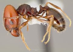 Pheidole xerophila casent0005773 profile 1 by wikipedia. Used under a CC BY 4.0 license.