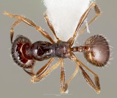 Pheidole xerophila casent0005774 dorsal 1 by wikipedia. Used under a CC BY 4.0 license.