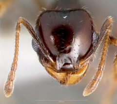 Pheidole xerophila casent0005774 head 1 by wikipedia. Used under a CC BY 4.0 license.