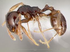 Pheidole xerophila casent0005774 profile 1 by wikipedia. Used under a CC BY 4.0 license.