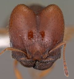 Pheidole xerophila casent0104451 head 1 by Jen Fogarty. Used under a CC BY 4.0 license.