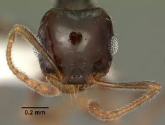 Pheidole xerophila casent0104452 head 1 by April Nobile. Used under a CC BY 4.0 license.