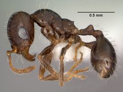 Pheidole xerophila casent0104452 profile 1 by April Nobile. Used under a CC BY 4.0 license.