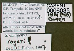 Strumigenys rogeri casent0006035 label 1 by wikipedia. Used under a CC BY 4.0 license.