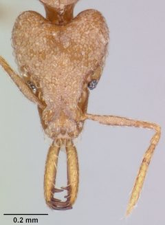 Strumigenys rogeri casent0064817 head 1 by April Nobile. Used under a CC BY 4.0 license.
