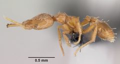 Strumigenys rogeri casent0064817 profile 1 by April Nobile. Used under a CC BY 4.0 license.