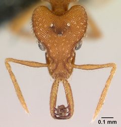 Strumigenys rogeri casent0145858 head 1 by Erin Prado. Used under a CC BY 4.0 license.