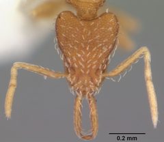 Strumigenys silvestrii casent0104531 head 1 by April Nobile. Used under a CC BY 4.0 license.