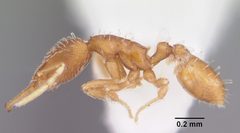 Strumigenys silvestrii casent0104531 profile 1 by April Nobile. Used under a CC BY 4.0 license.