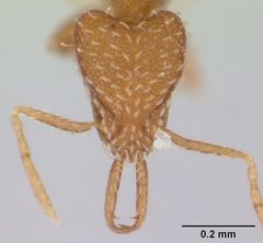 Strumigenys silvestrii casent0178128 head 1 by April Nobile. Used under a CC BY 4.0 license.