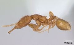 Strumigenys silvestrii casent0178128 profile 1 by April Nobile. Used under a CC BY 4.0 license.