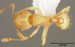 Wasmannia auropunctata casent0005665 dorsal 1 by April Nobile. Used under a CC BY 4.0 license.