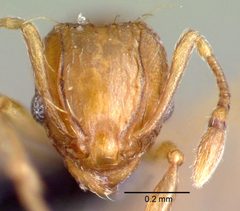 Wasmannia auropunctata casent0039797 head 1 by wikipedia. Used under a CC BY 4.0 license.