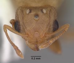 Wasmannia auropunctata casent0102747 head 1 by April Nobile. Used under a CC BY 4.0 license.