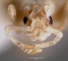 Anergates atratulus casent0003228 head 1 by wikipedia. Used under a CC BY 4.0 license.