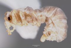 Anergates atratulus casent0003228 profile 1 by wikipedia. Used under a CC BY 4.0 license.