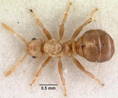 Anergates atratulus casent0010835 dorsal 1 by April Nobile. Used under a CC BY 4.0 license.