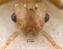 Anergates atratulus casent0010835 head 1 by April Nobile. Used under a CC BY 4.0 license.