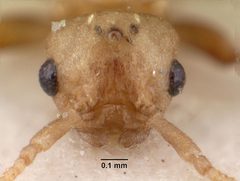 Anergates atratulus casent0010835 head 2 by April Nobile. Used under a CC BY 4.0 license.