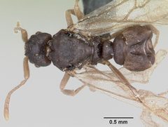 Anergates atratulus casent0070306 dorsal 1 by April Nobile. Used under a CC BY 4.0 license.