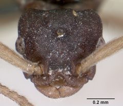 Anergates atratulus casent0070306 head 1 by April Nobile. Used under a CC BY 4.0 license.