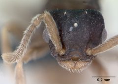 Anergates atratulus casent0173077 head 1 by April Nobile. Used under a CC BY 4.0 license.