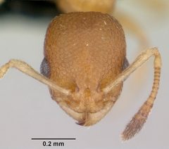 Cardiocondyla obscurior casent0060052 head 1 by April Nobile. Used under a CC BY 4.0 license.