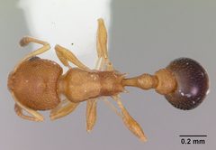 Cardiocondyla obscurior casent0103429 dorsal 1 by April Nobile. Used under a CC BY 4.0 license.