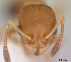 Cardiocondyla obscurior casent0103429 head 1 by April Nobile. Used under a CC BY 4.0 license.