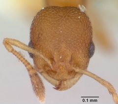Cardiocondyla obscurior casent0103430 head 1 by April Nobile. Used under a CC BY 4.0 license.