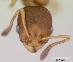 Cardiocondyla obscurior casent0119909 head 1 by April Nobile. Used under a CC BY 4.0 license.