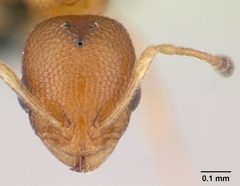 Cardiocondyla obscurior casent0147012 head 1 by Erin Prado. Used under a CC BY 4.0 license.