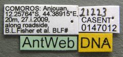 Cardiocondyla obscurior casent0147012 label 1 by Michele Esposito. Used under a CC BY 4.0 license.