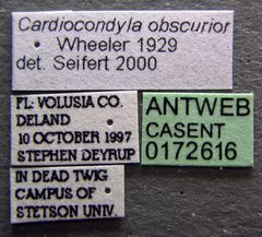 Cardiocondyla obscurior casent0172616 label 1 by April Nobile. Used under a CC BY 4.0 license.