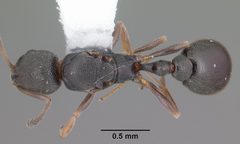 Cardiocondyla venustula casent0103746 dorsal 1 by April Nobile. Used under a CC BY 4.0 license.