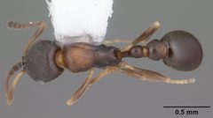 Cardiocondyla venustula casent0103747 dorsal 1 by April Nobile. Used under a CC BY 4.0 license.